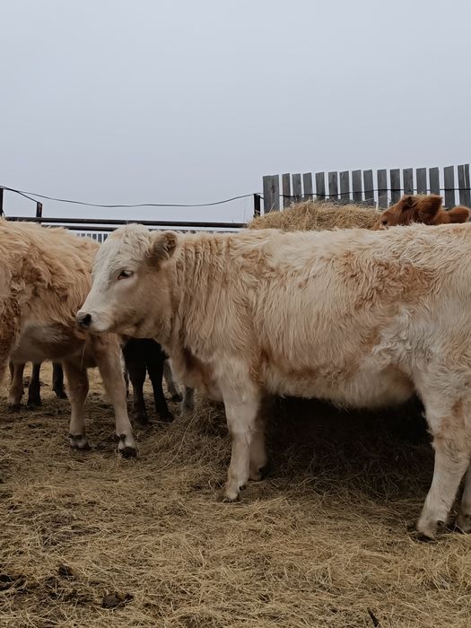 Ұрғашы Баспақ сатылады 43 бас.         Бәрі бірге сатылады 340мын