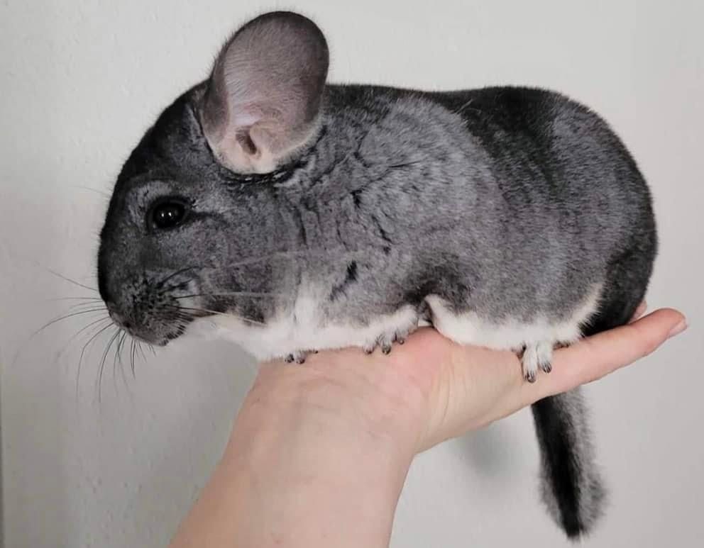 Pui chinchilla cincila chinchila animal de companie