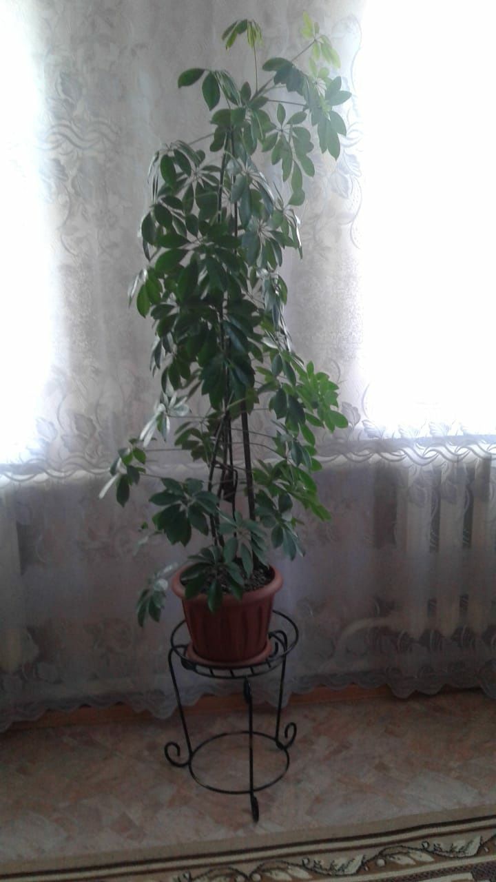 Продам комнатное растение Шефлера