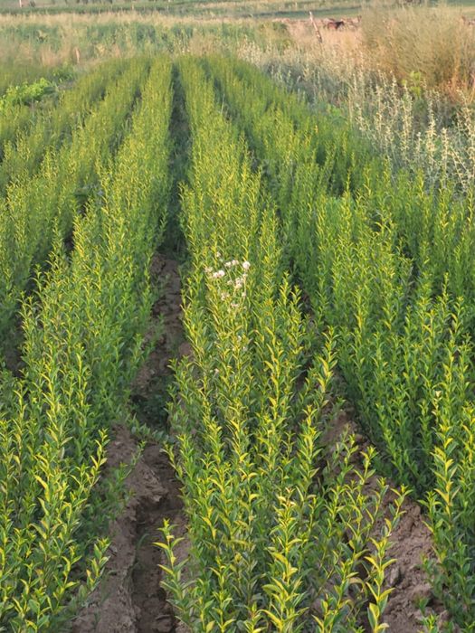 Саженцы беручина живая изгородь изгрт туя сосна можжевельник кизильник