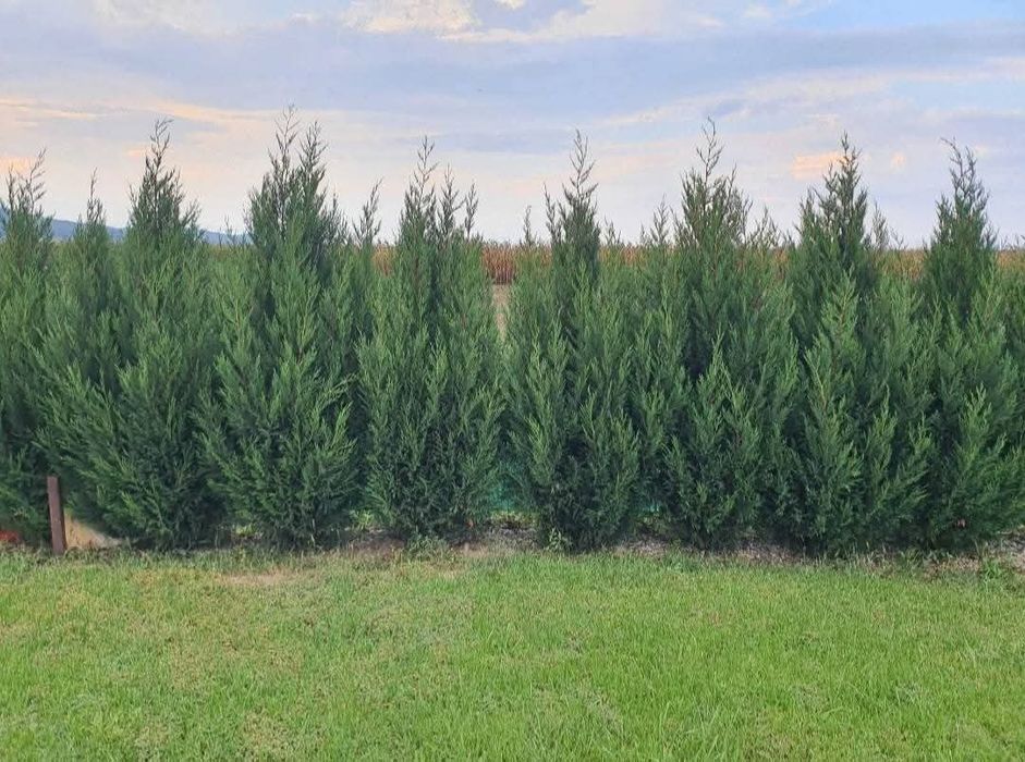 Piatră naturală de munte și plante ornamentale