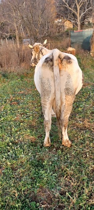 Vand vaca 7 ani da 9 litri de lapte gestanta an 4 luni