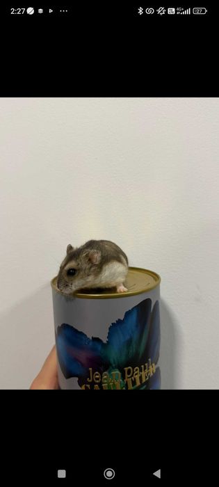 Мини хамстер много игрив