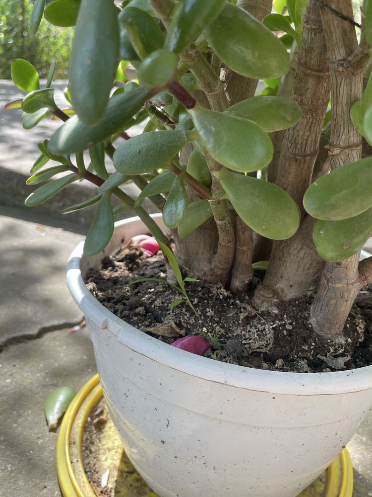 Crassula ovata.