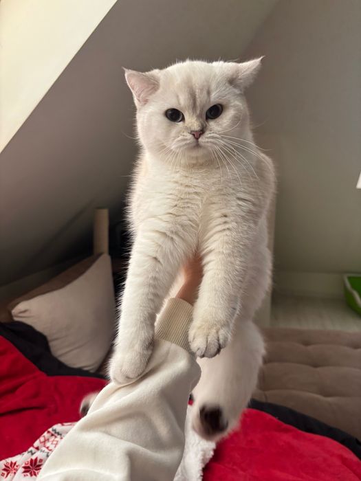 Британска шиншила Silver Point