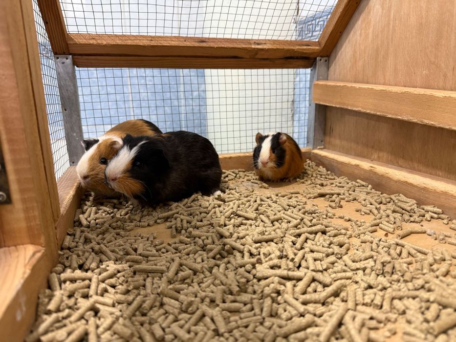 Морская свинка Oylasi sotiladi 1ta para va bolasi 1dona