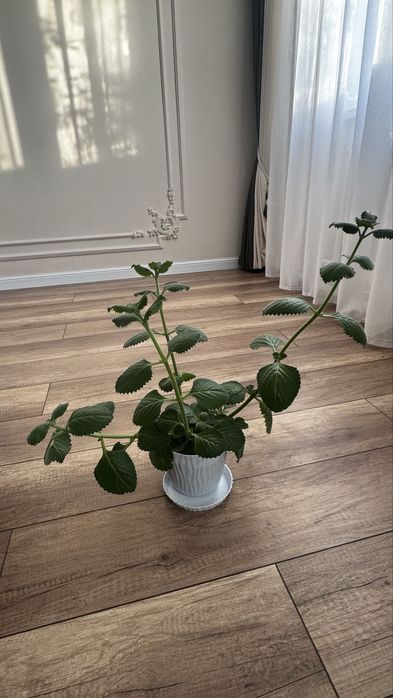 Продается комнатное растение – Плектрантус или комнатная мята