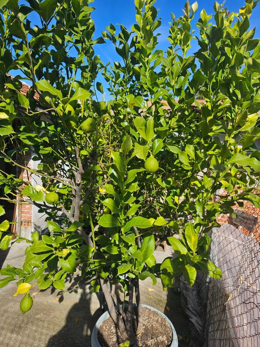 Лимонови дръвчета