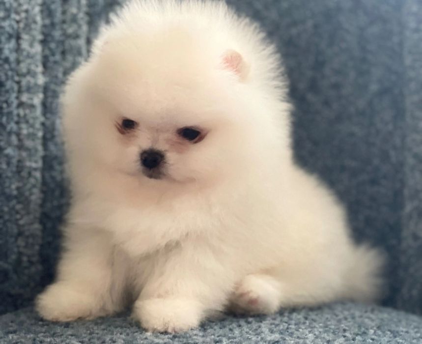 Померан babyface бели пухчета