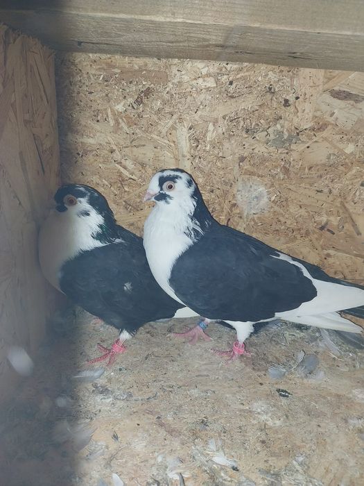 Jucători de galați