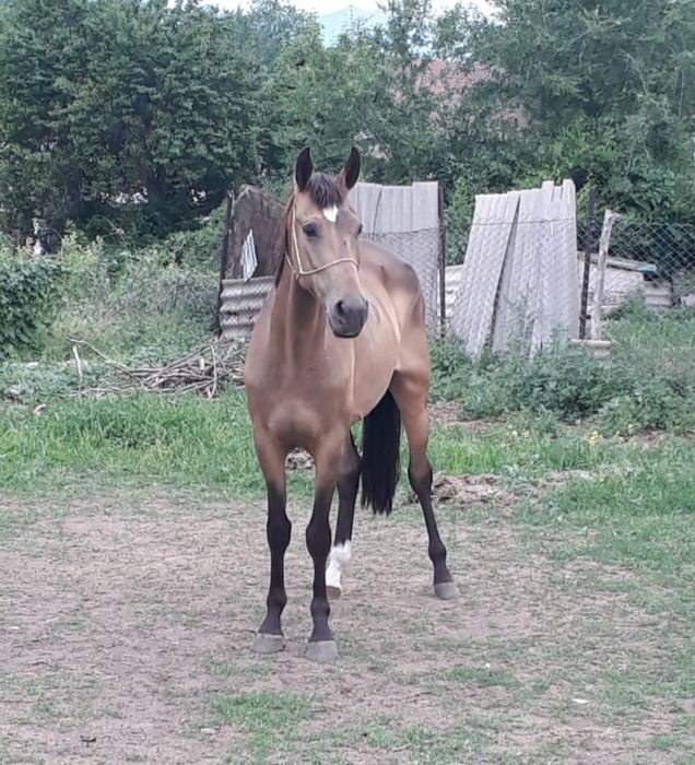 Орта қанды бие сатылады