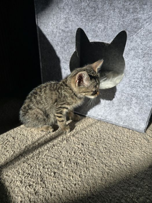 Подарява се мъжко коте / Коте търси дом