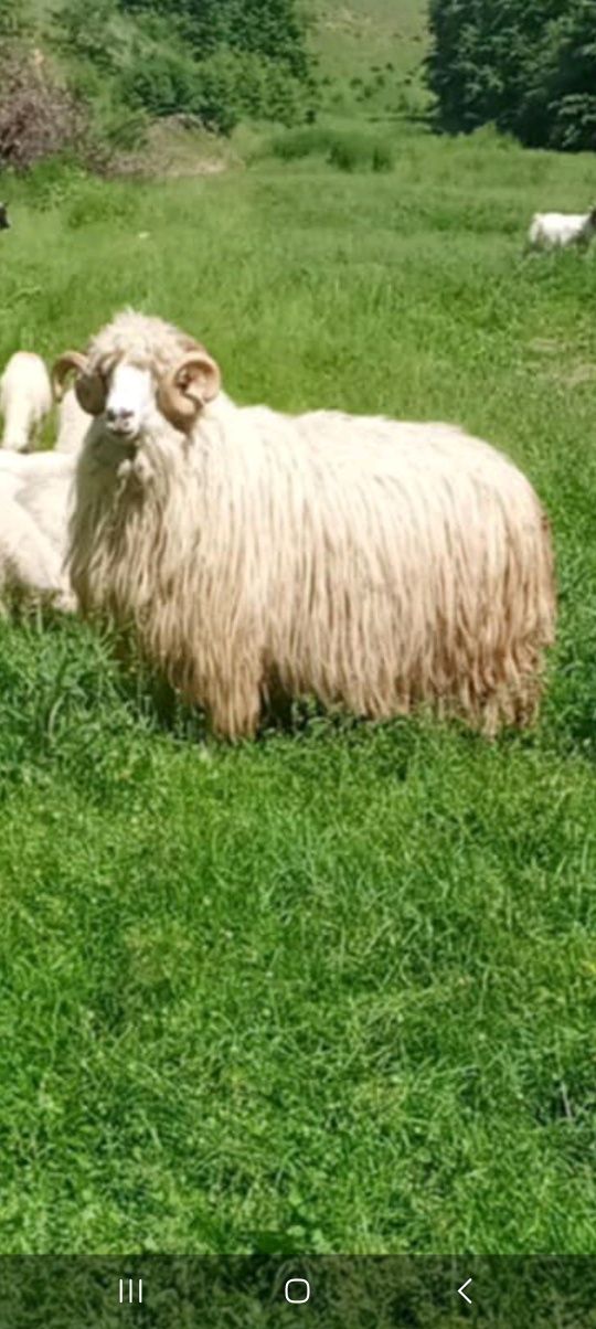Vănd sau schimb berbec