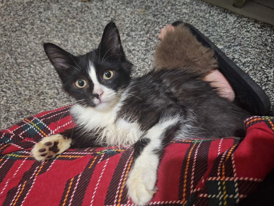 Породистые котята