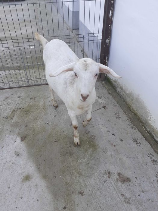 Vind capre foarte frumose