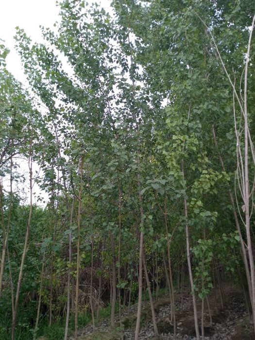 Уй Сотилади 7 Хона ошхона бания 200 та тераги дарахтлари куп