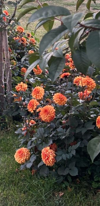 vand bulbi dalie batuta portocaliu