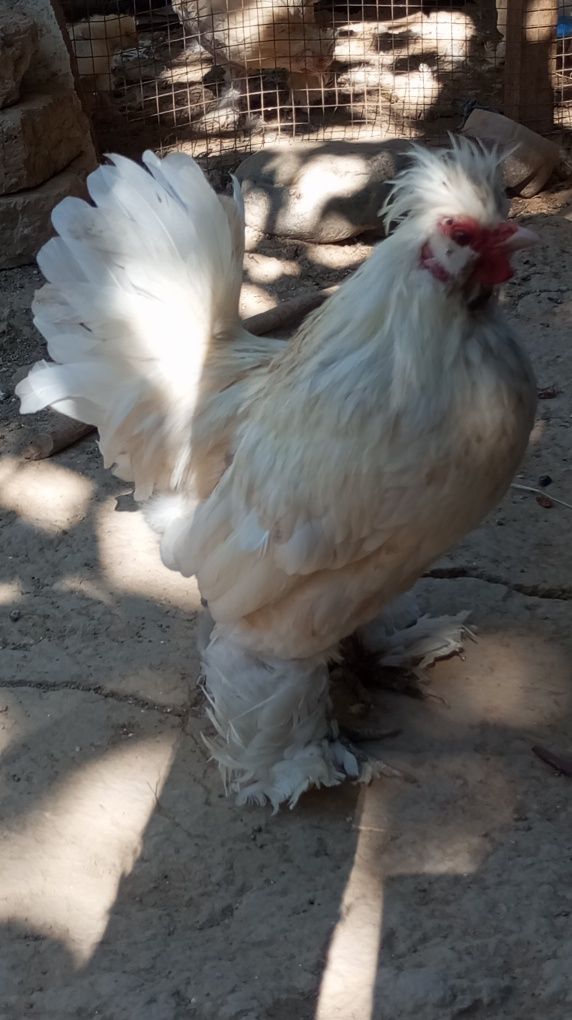Yapon Xoʻroz sotiladi