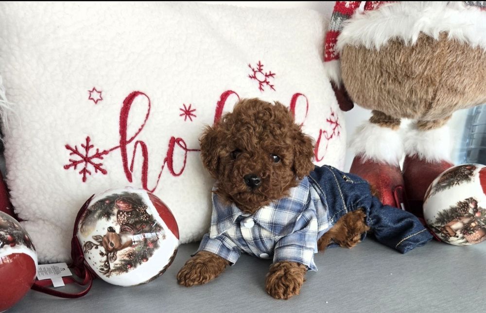 Пудел той Poodle toy / пудел тийкъп с родословие