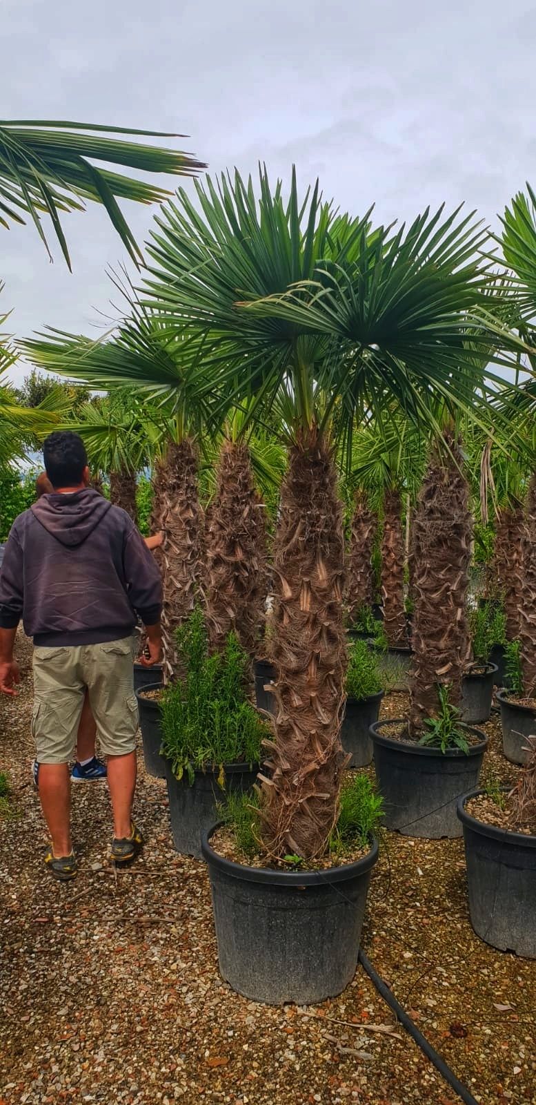 Vand palmieri, Cycas, trachycarpus fortunei,chamaerops humilis.