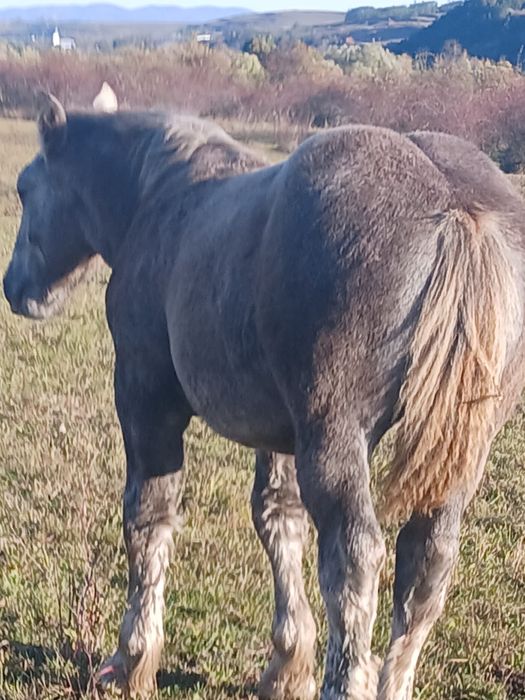 Iapa  de 10ani cu mânz de 5 luni