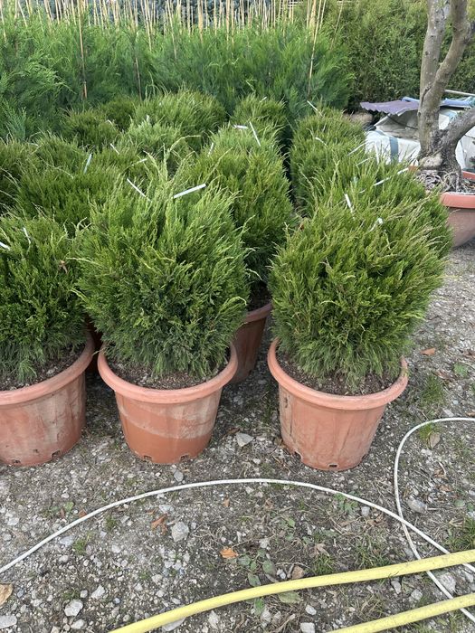 Plante de gradina / Tuia / Amenajari gradini / Copaci