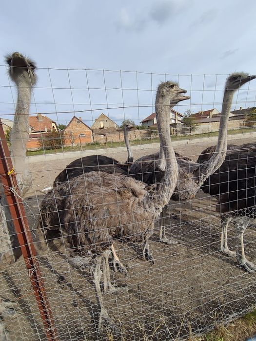 Vând familii de struți