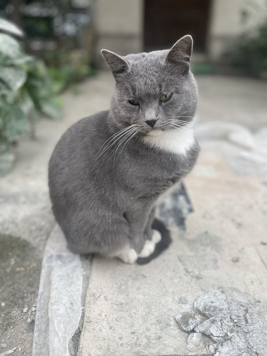 Adoptie motan gri