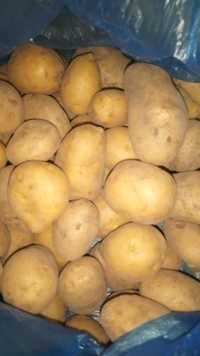 Дачный  картофель, картошка без капли химии, вкусная можно ина посадку