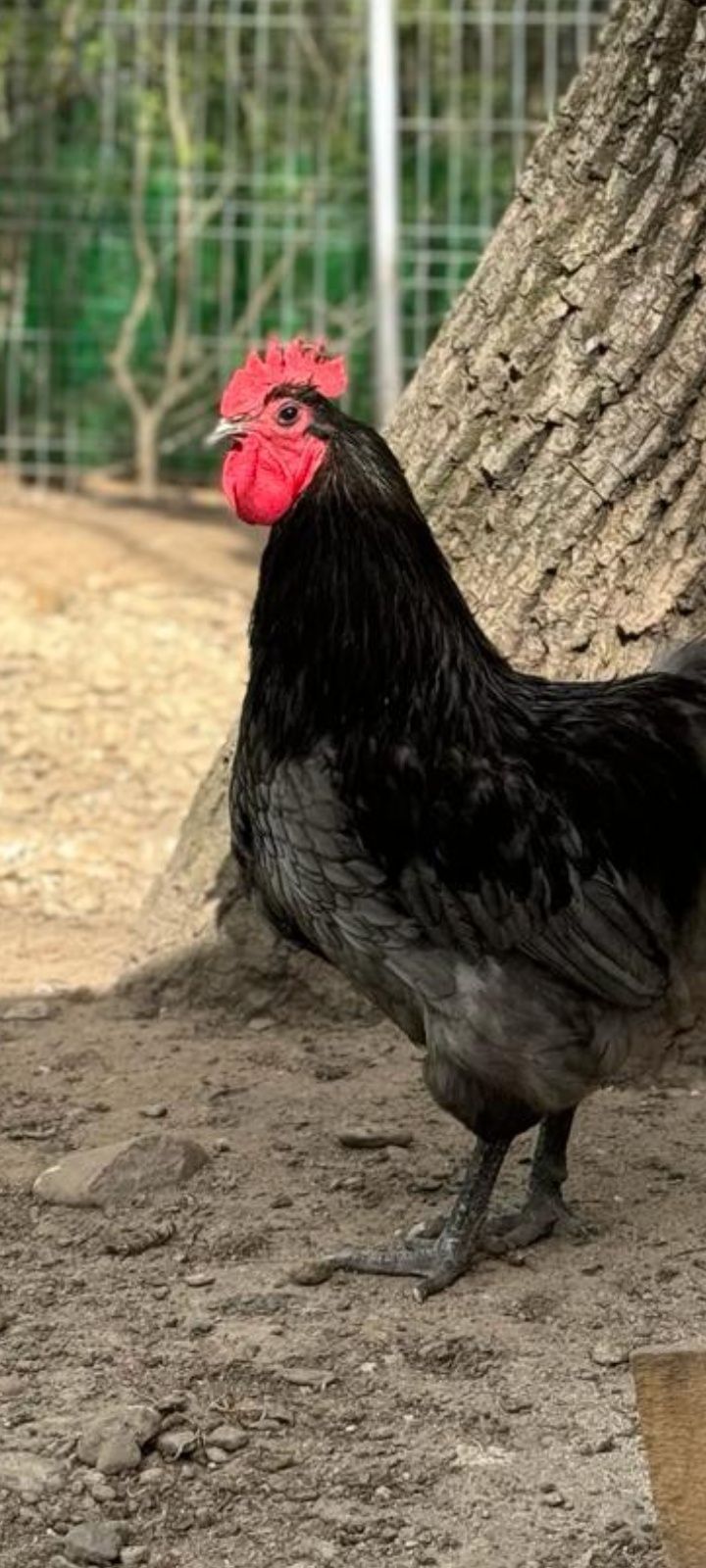 Vând pui din rasa de gaini Australorp Albastru si Negru