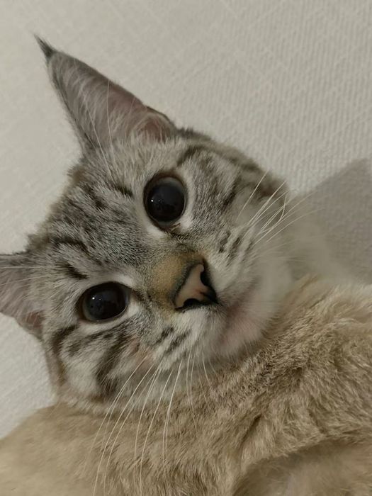 Город Тараз: Тина , 1 жас 8 ай. Метис сиамец и тайская