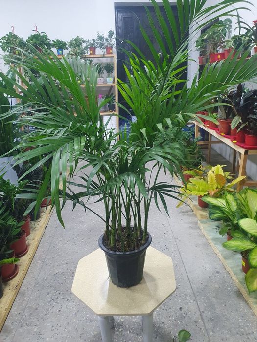 Xoveya Xamedoreya Хамедорея