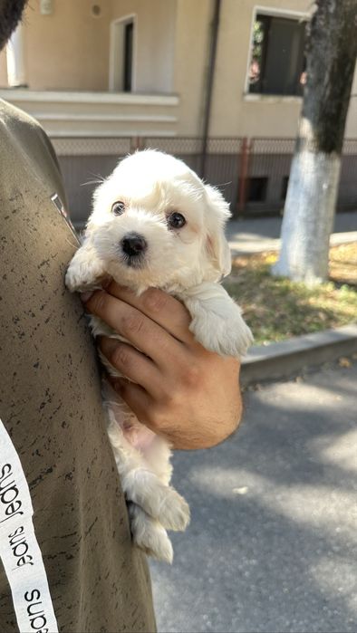 Bichon talie mica (toy)