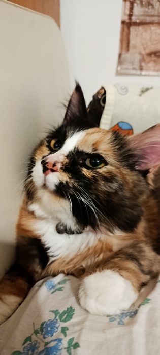 Ищу для кошки не кастрированого мальчика