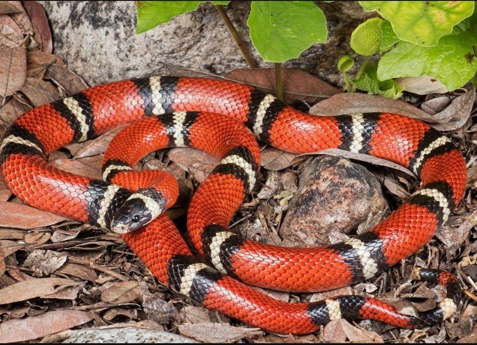 Змея калифорнийская- королевская для фотосессии