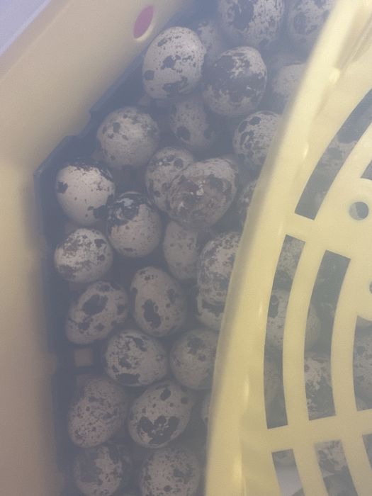 Pui prepelite de o zi,prepelite(diferite vârste și rase oua /carne)