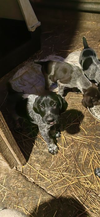 дратхар, ловджийско куче