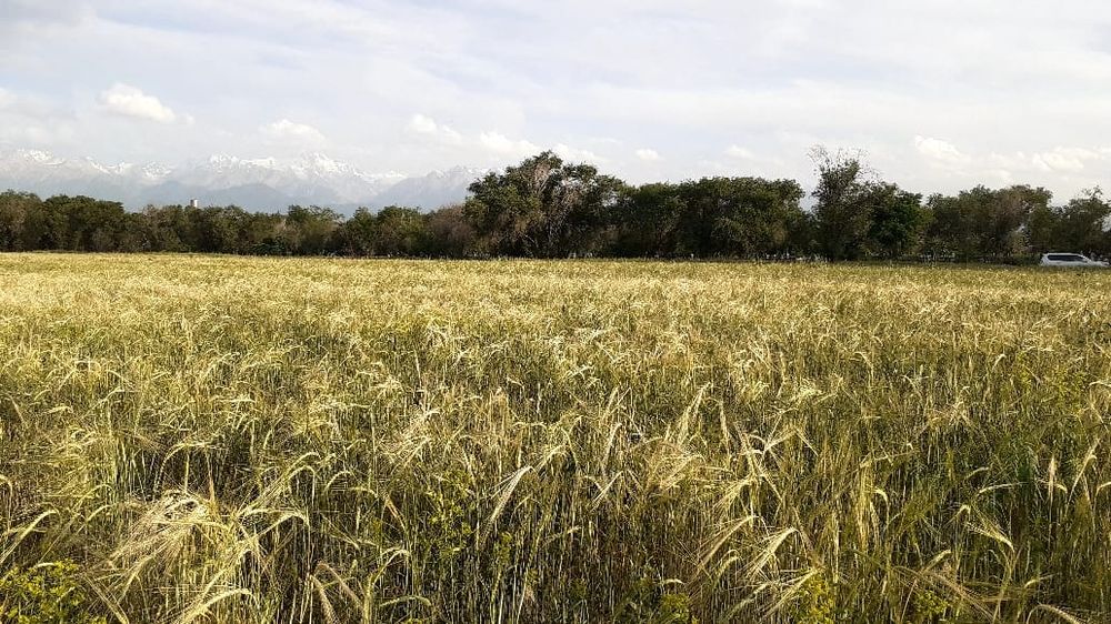 Участок поля.аренда