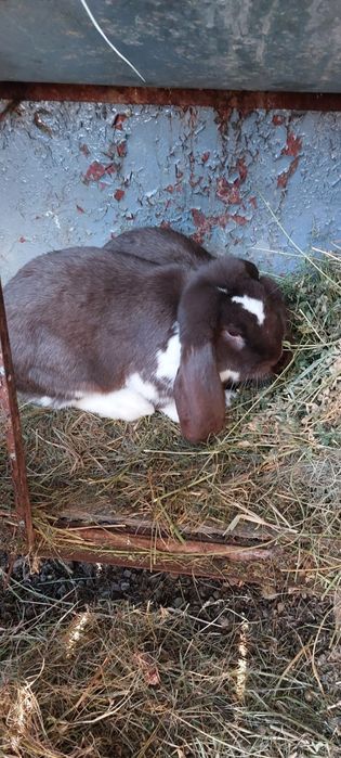 Pereche berbec german gratis