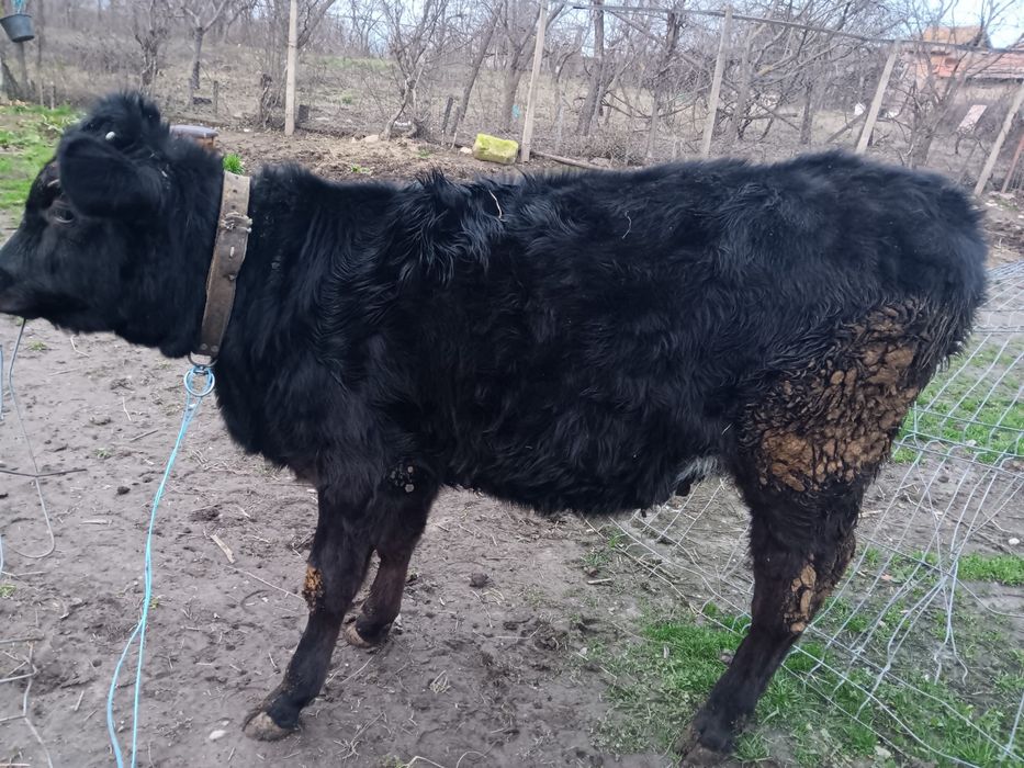 Vand vitea . . . . .