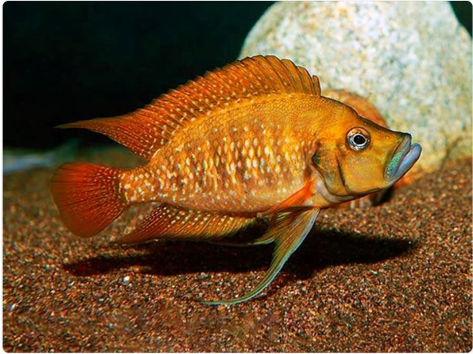 Аквариумни риби африкански цихлиди от езерото Танганика
