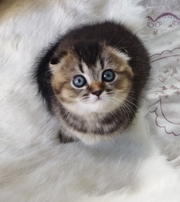 Шотландский котёнок.