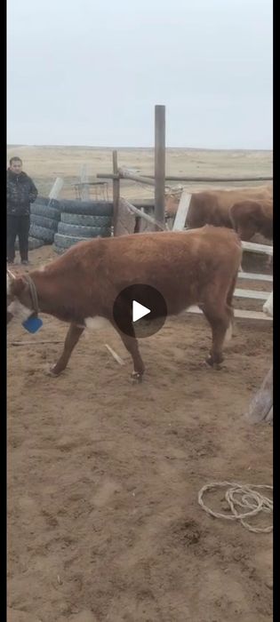 Samsung s24 androıt