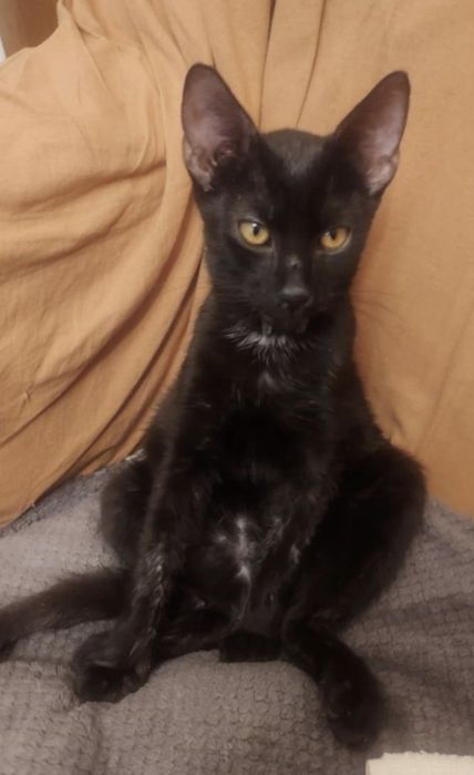 Aris motănel 3 luni