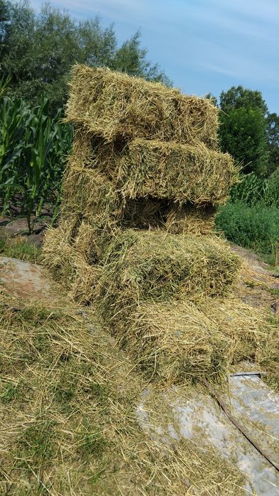 Vând 150 baloti de lucernă a 3 coasă