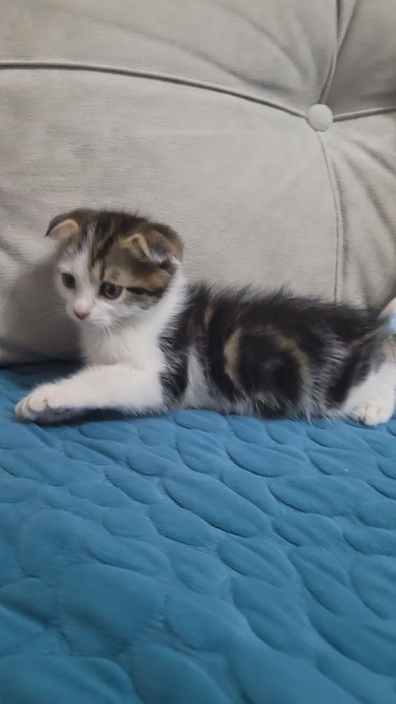 Вислоухий котик с красивыми глазами