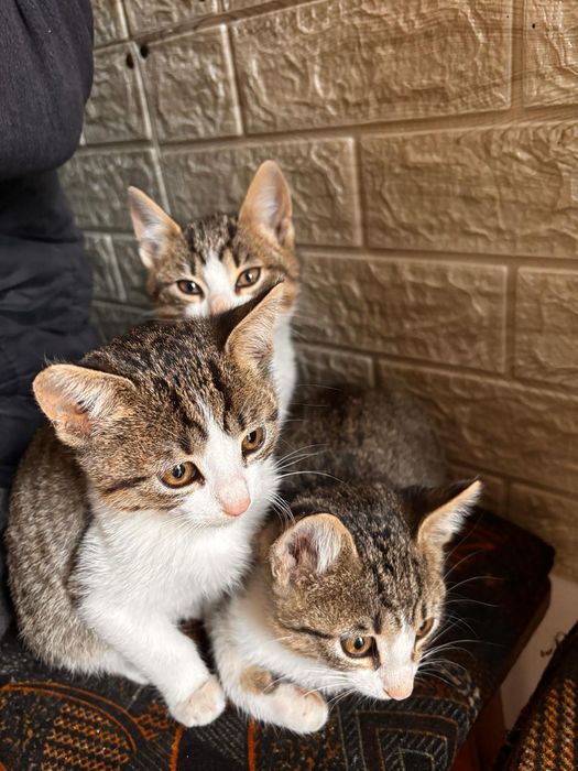 Se donează pisicuțe de curte.Cautam familii iubitoare!