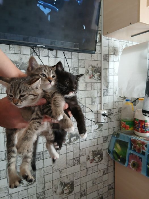 Отдам котят в хорошие, добрые руки.2серые и один черный. Игручие,актив