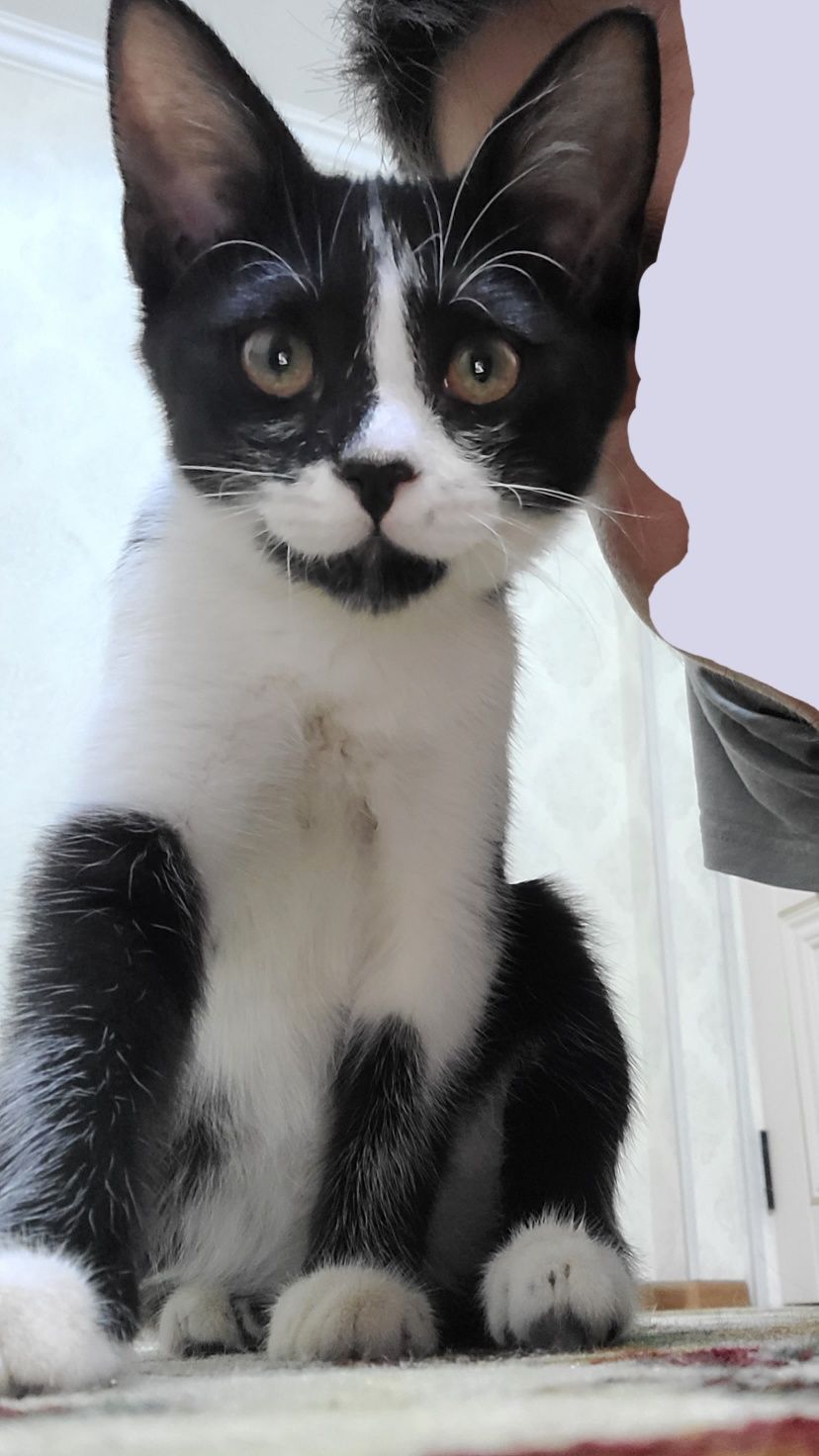 Котёнок бесплатно!