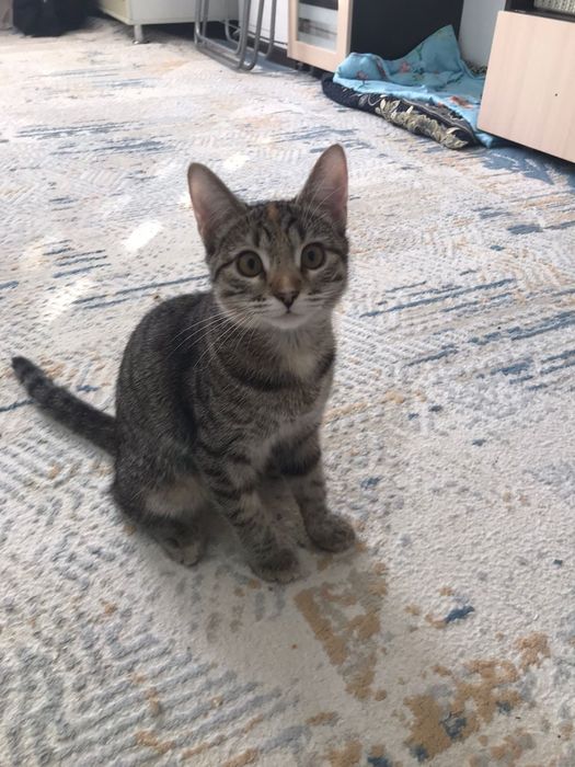 Домашние животные